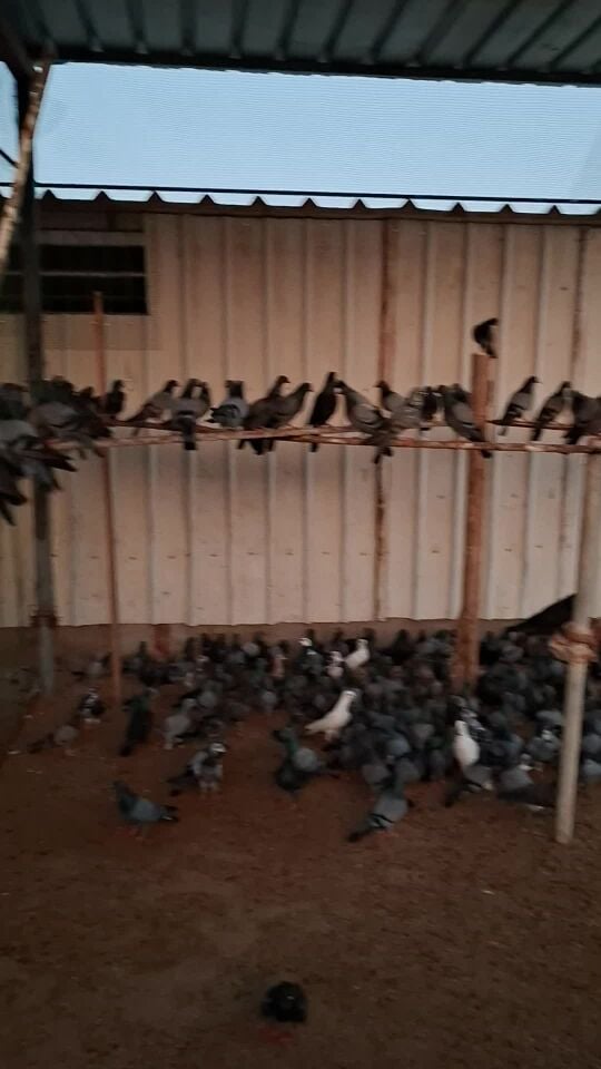 pigeon Dohol