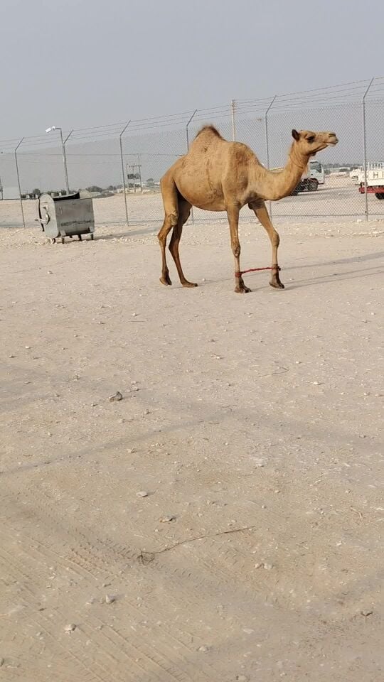 سودانيه لقحه شهر 12