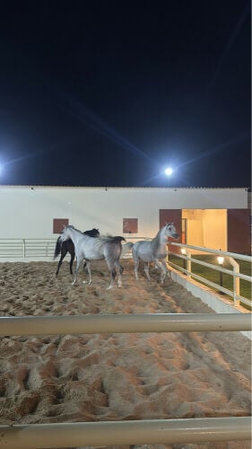 ايواء الخيل