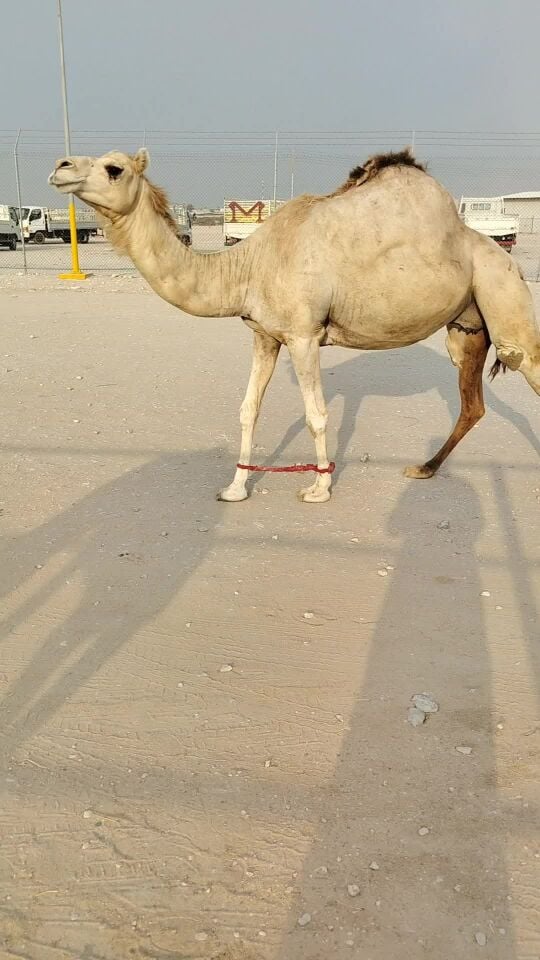 حره لقحه
