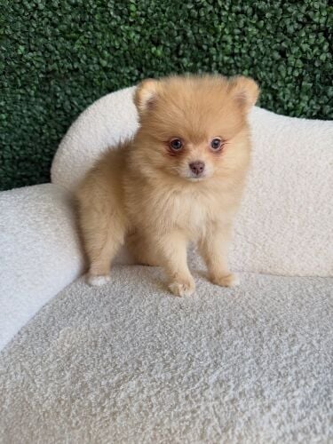 Adorable Pomeranian puppy 70332093