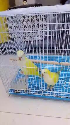 للبيع كويكر مروس اوفر 