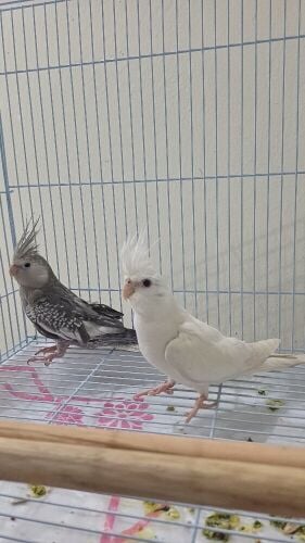 COCKATEIL BIRDS PAIR