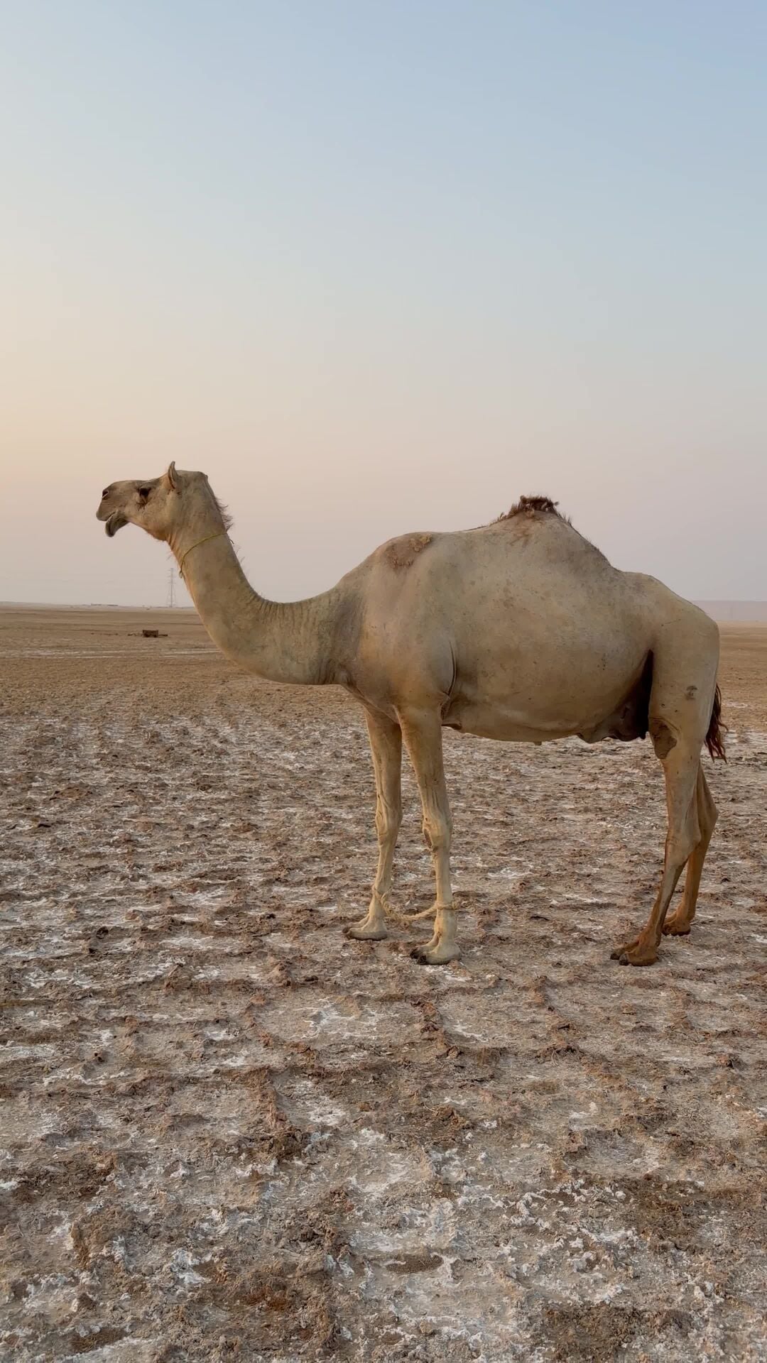 محلية طيبة 