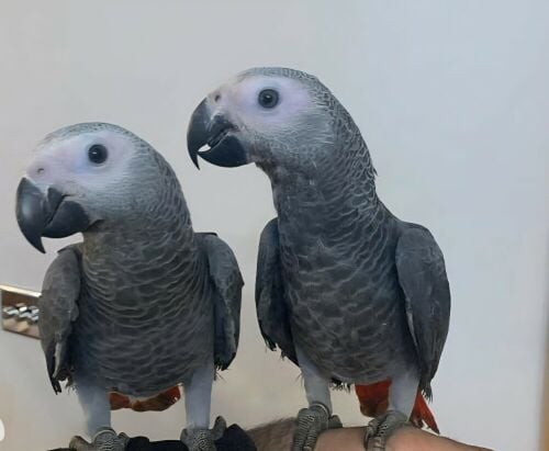 African Gray Parrot Available.