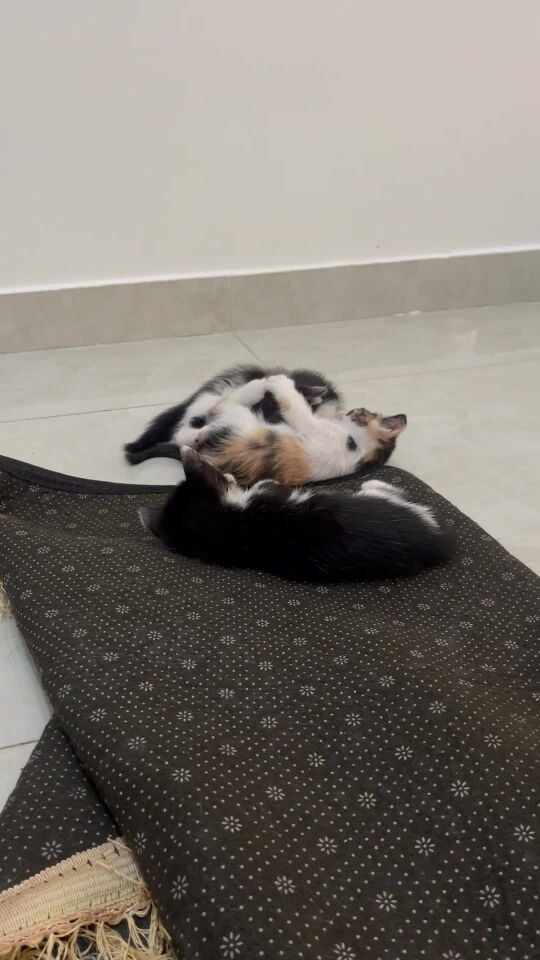 للتبني 