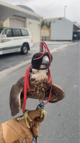 وكري حرار 