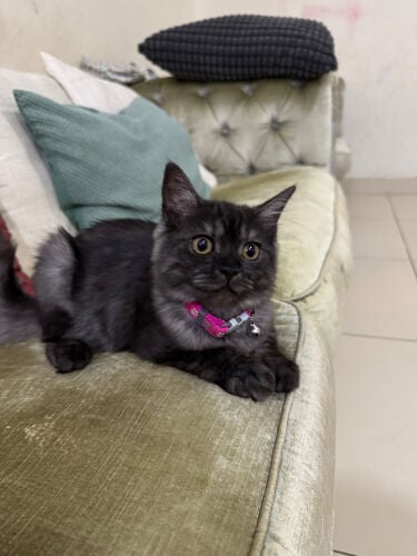 Mixed Maine Coon