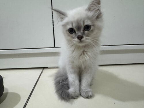 Ragdoll Kitten