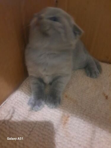 Scottish Fold Kitten's ( pure )
