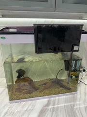 fish 