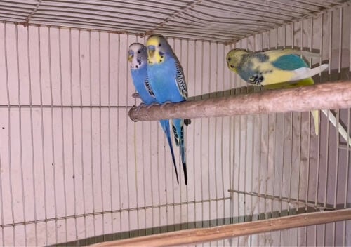 lovebirds 
