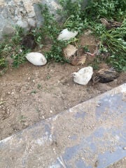 American Texas quail and normal
