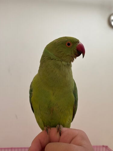 دره نيبالي