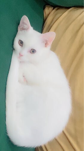 قطة 