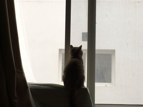 baby sitting cats