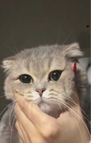 ميلا