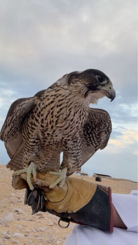 جير شاهيين ارينو