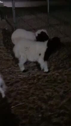 للبيع خرفان سوريا زبايح طيبه