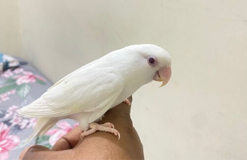 Friendly love bird for sale =Qr200