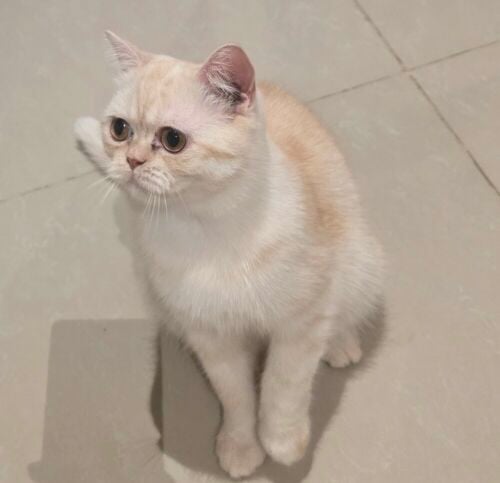 بريتش شورت هير للبيع ذكر