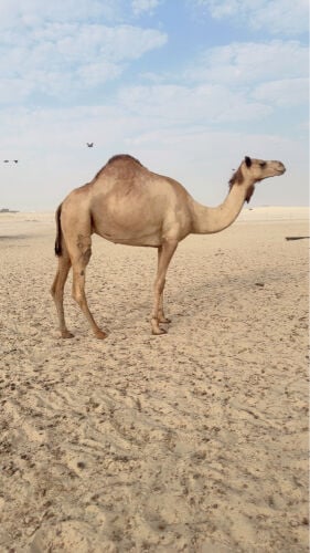 لقحه
