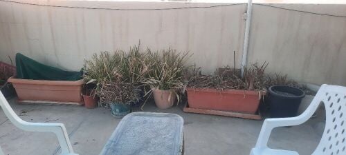 Planting basins
