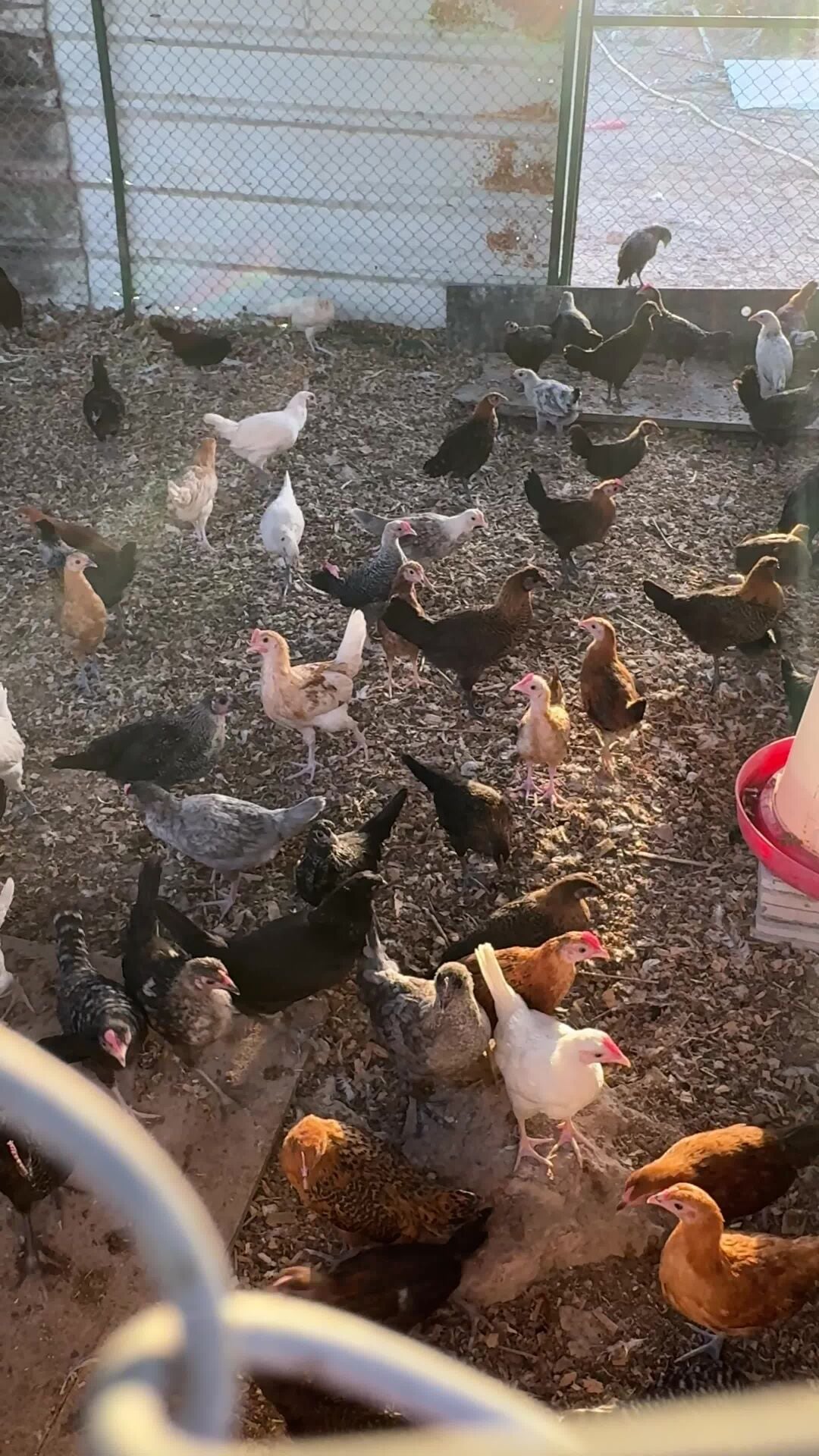 صيصان بلدي العمر شهرين