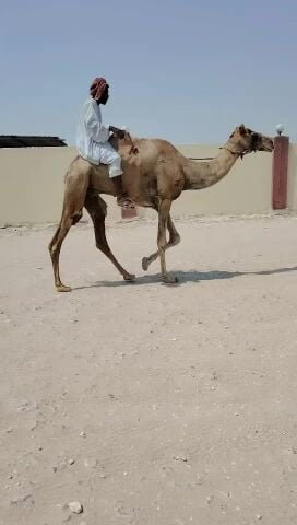 لبيع قليصه طبيع  تصلح