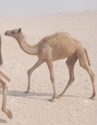 حواره على سياف الخيارين 