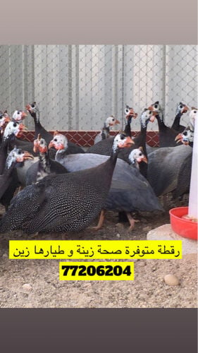 رقطة دجاج حبشي