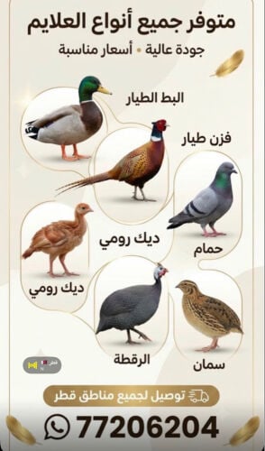كل انواع العلايم بط فزن رومي حمام