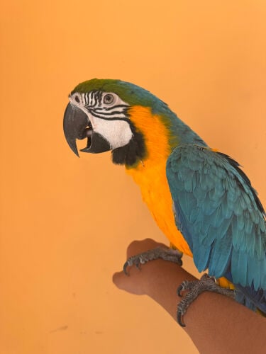 Blue and gold macaw 