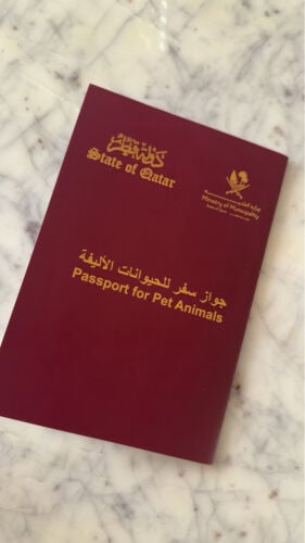 كلب بومريان