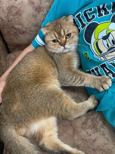male British cat