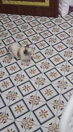 2months old Maltese 