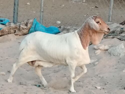 شاه بربرية