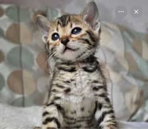 want a catt less than a month 