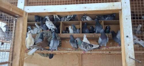 Mix pigeons