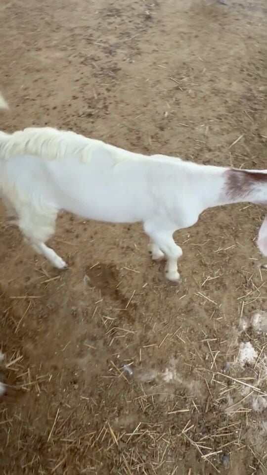 تيوس سمان طيبه 