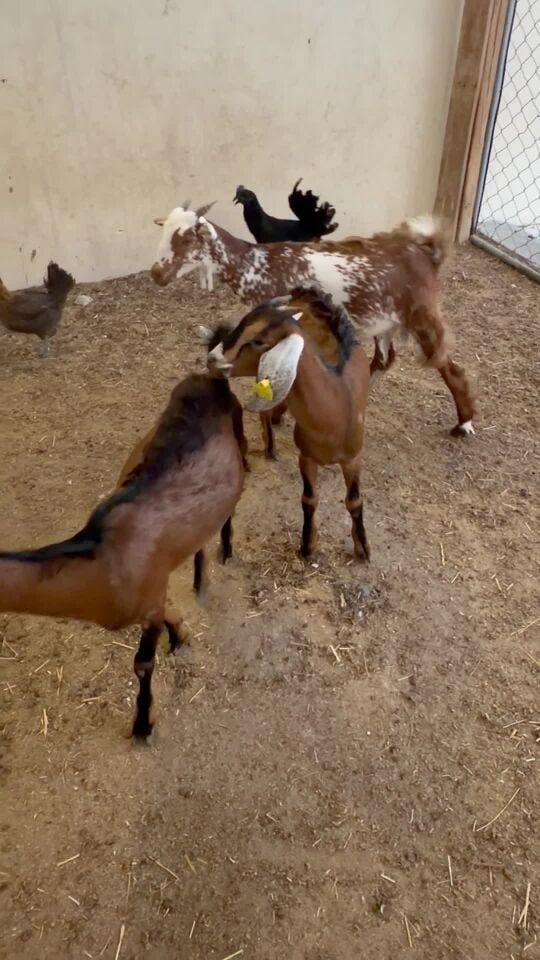  تيوس عمانيه سمان 