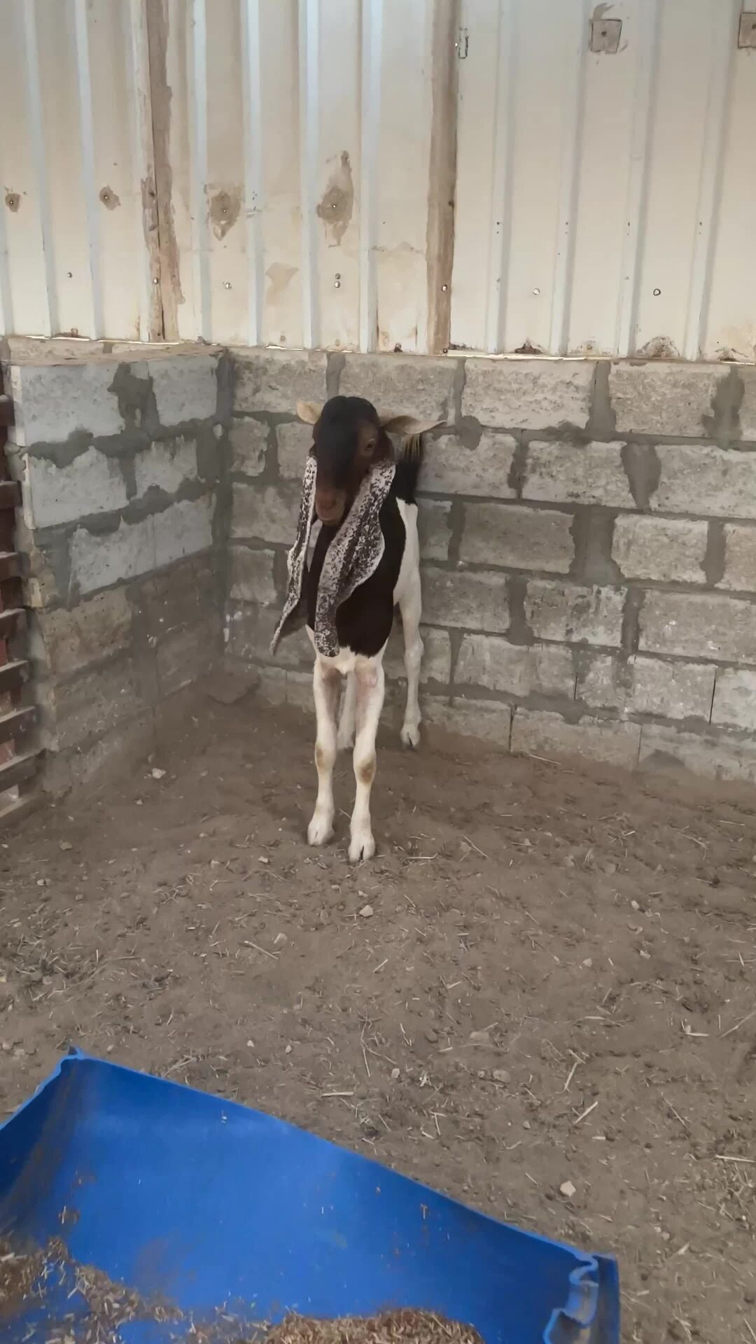 للبيع