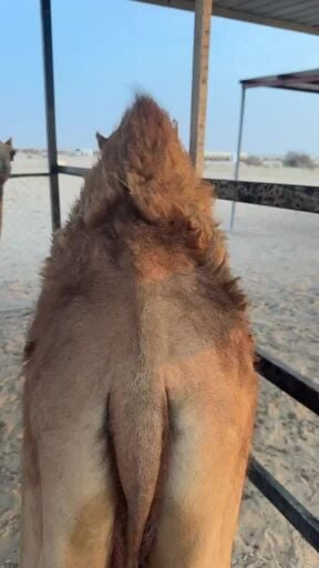 للبيع حوار تحت امه 