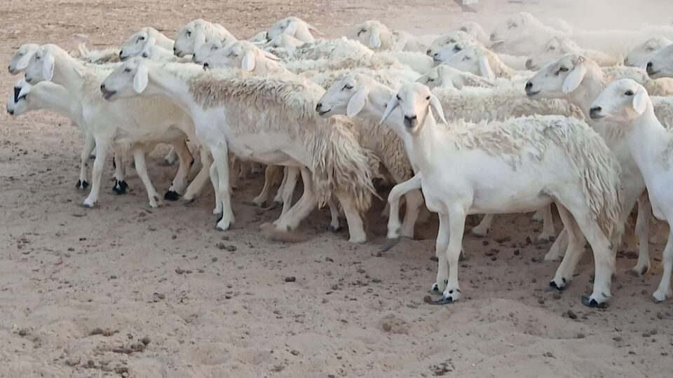 للبيع شويهات حريات