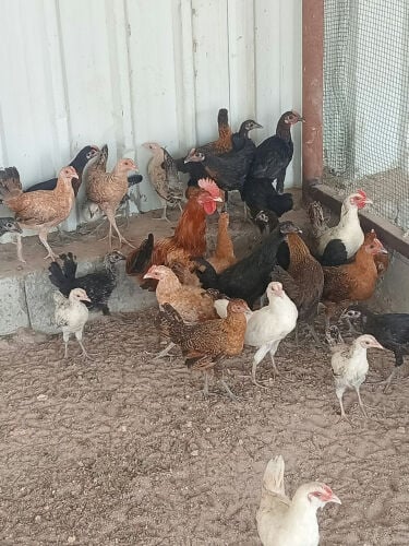 دجاج للبيع 