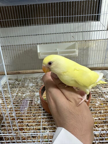 روز اليف كريمي 