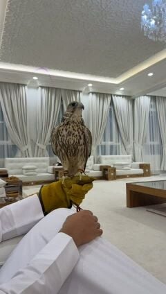 قرموشه 