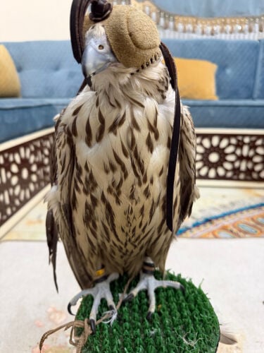 3600 شلهم الاثنين اقرأ الوصف 