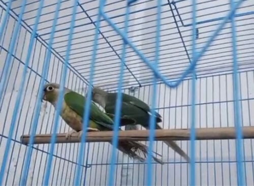 ازواج كنيور للبيع 