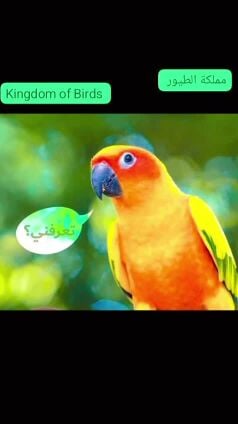 بيبي صن كتيور